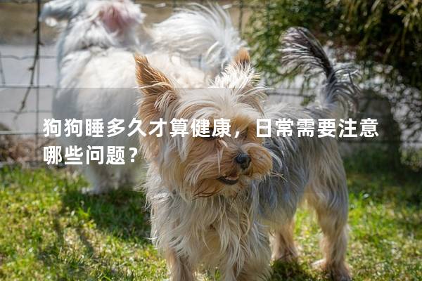 狗狗睡多久才算健康，日常需要注意哪些问题？