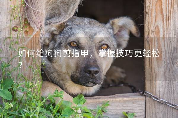如何给狗狗剪指甲，掌握技巧更轻松？