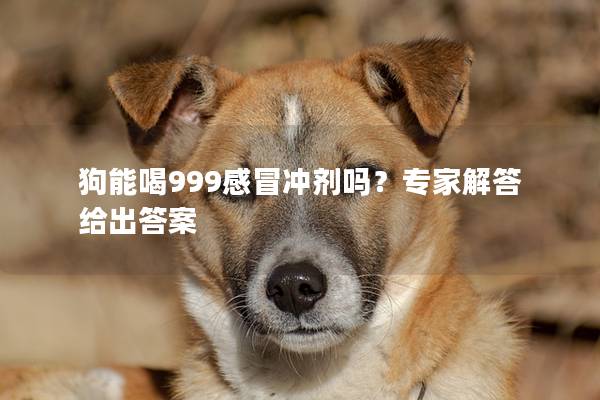 狗能喝999感冒冲剂吗？专家解答给出答案