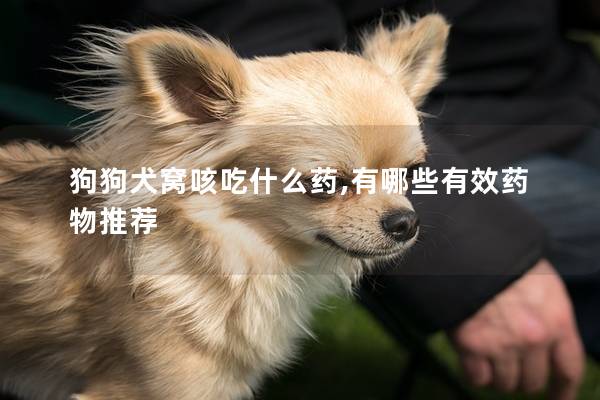 狗狗犬窝咳吃什么药,有哪些有效药物推荐