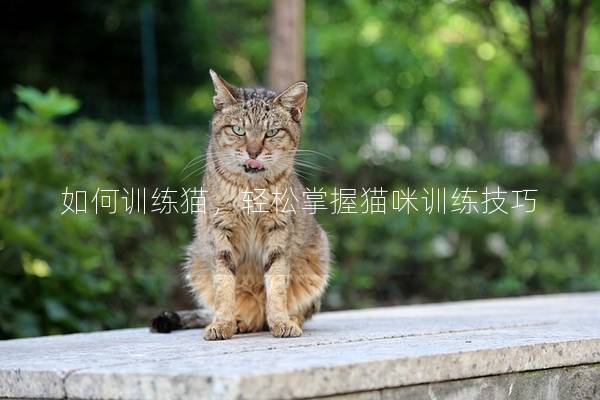 如何训练猫，轻松掌握猫咪训练技巧