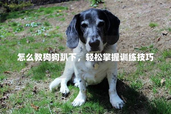 怎么教狗狗趴下，轻松掌握训练技巧