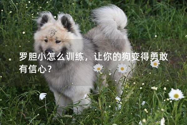 罗胆小怎么训练，让你的狗变得勇敢有信心？