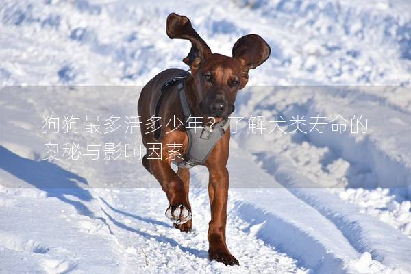 狗狗最多活多少年？了解犬类寿命的奥秘与影响因素