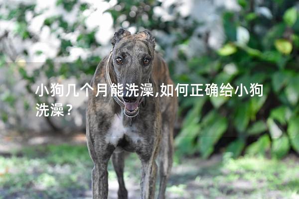 小狗几个月能洗澡,如何正确给小狗洗澡？