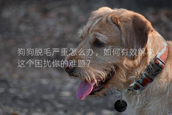 狗狗脱毛严重怎么办，如何有效解决这个困扰你的难题？
