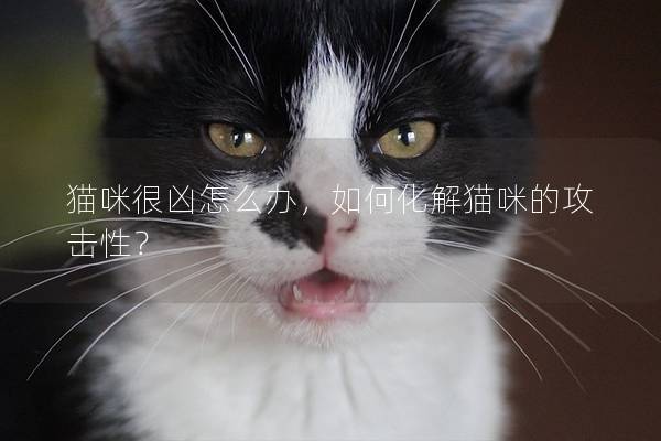 猫咪很凶怎么办，如何化解猫咪的攻击性？