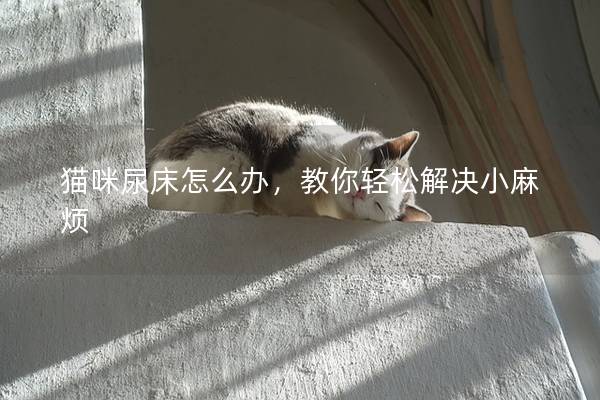 猫咪尿床怎么办，教你轻松解决小麻烦