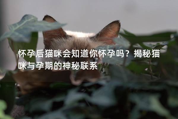 怀孕后猫咪会知道你怀孕吗？揭秘猫咪与孕期的神秘联系