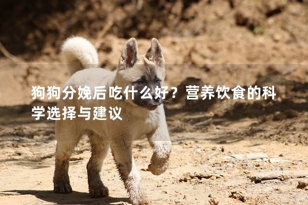 狗狗分娩后吃什么好？营养饮食的科学选择与建议