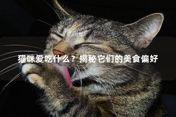 猫咪爱吃什么？揭秘它们的美食偏好
