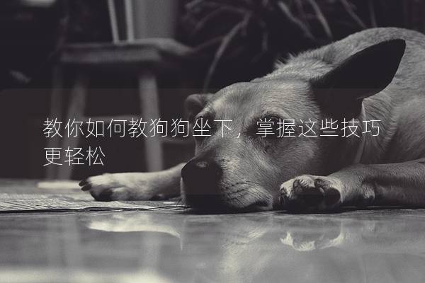 教你如何教狗狗坐下，掌握这些技巧更轻松