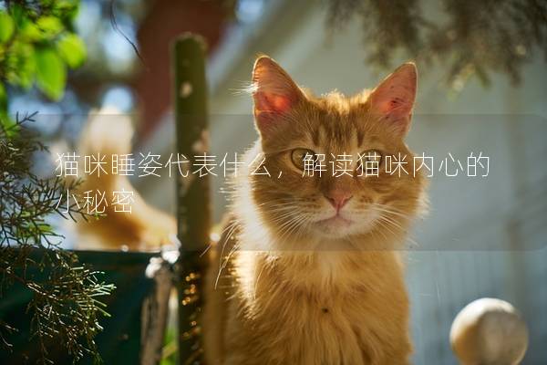 猫咪睡姿代表什么，解读猫咪内心的小秘密
