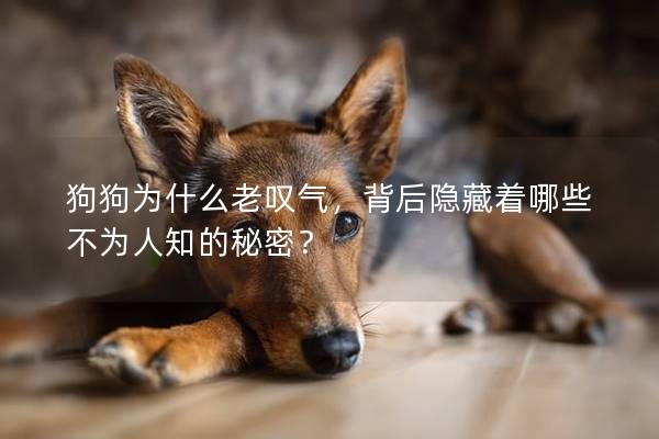 狗狗为什么老叹气，背后隐藏着哪些不为人知的秘密？