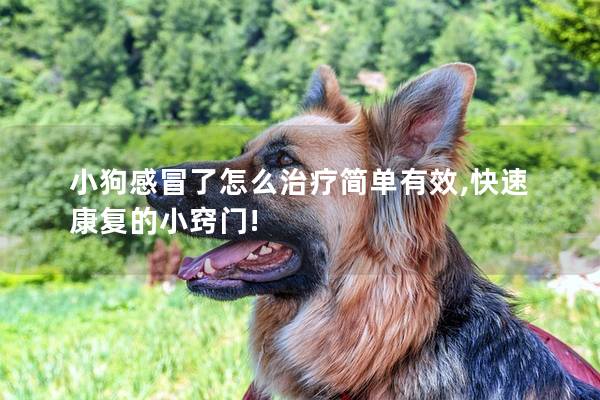 小狗感冒了怎么治疗简单有效,快速康复的小窍门!