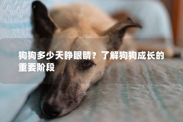 狗狗多少天睁眼睛？了解狗狗成长的重要阶段
