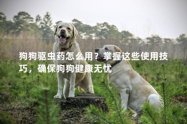 狗狗驱虫药怎么用？掌握这些使用技巧，确保狗狗健康无忧