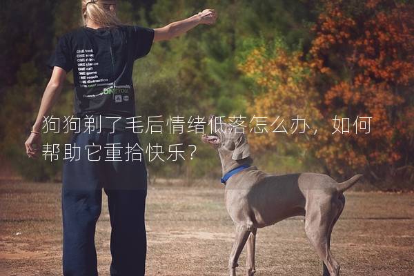 狗狗剃了毛后情绪低落怎么办，如何帮助它重拾快乐？