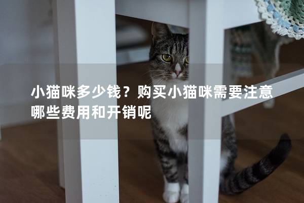 小猫咪多少钱？购买小猫咪需要注意哪些费用和开销呢