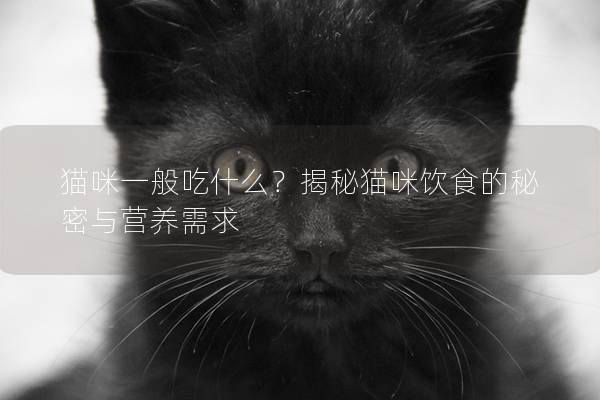 猫咪一般吃什么？揭秘猫咪饮食的秘密与营养需求