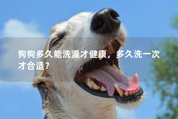 狗狗多久能洗澡才健康，多久洗一次才合适？