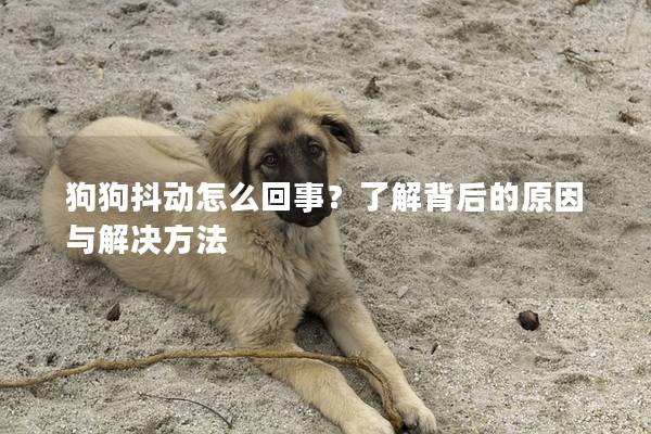 狗狗抖动怎么回事？了解背后的原因与解决方法
