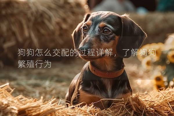 狗狗怎么交配的过程详解，了解狗狗繁殖行为