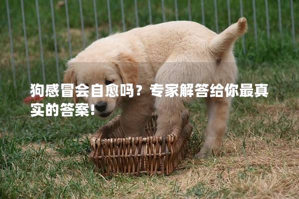 狗感冒会自愈吗？专家解答给你最真实的答案!