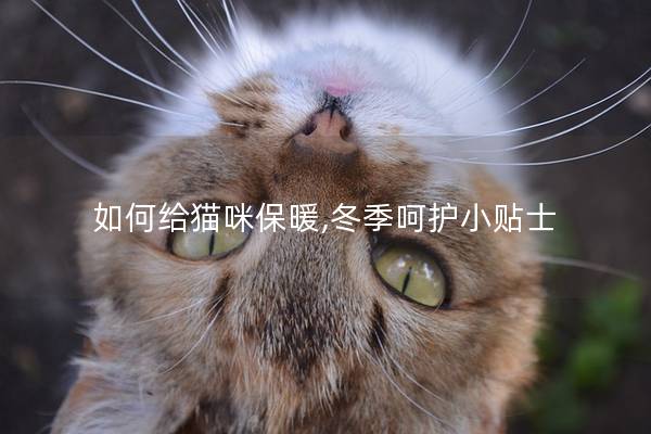 如何给猫咪保暖,冬季呵护小贴士
