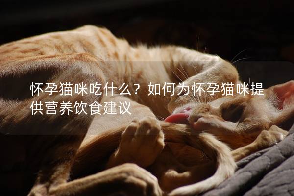 怀孕猫咪吃什么？如何为怀孕猫咪提供营养饮食建议