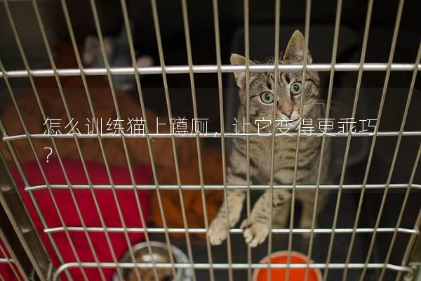 怎么训练猫上蹲厕，让它变得更乖巧？