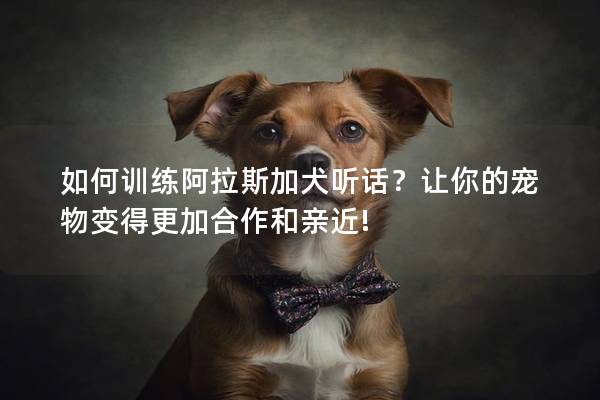 如何训练阿拉斯加犬听话？让你的宠物变得更加合作和亲近!