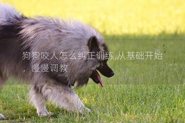 狗狗咬人怎么纠正训练,从基础开始，慢慢调教