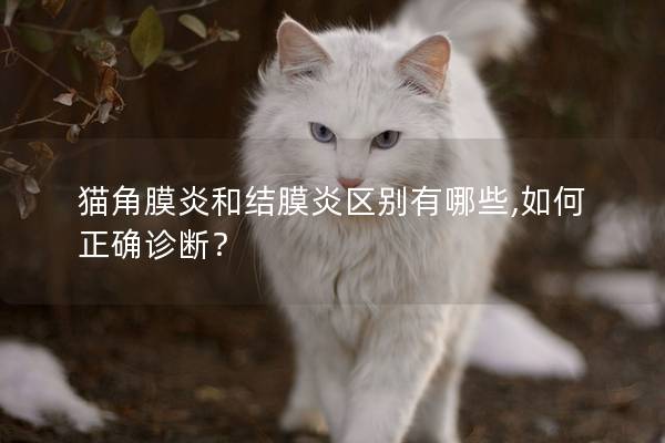 猫角膜炎和结膜炎区别有哪些,如何正确诊断？