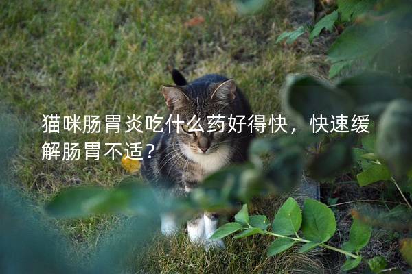 猫咪肠胃炎吃什么药好得快，快速缓解肠胃不适？