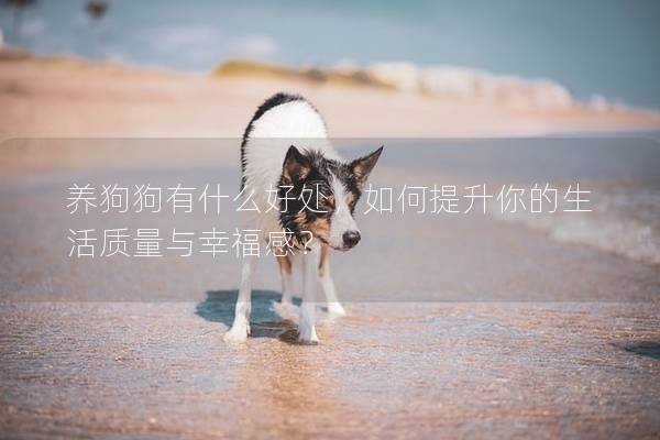 养狗狗有什么好处，如何提升你的生活质量与幸福感？