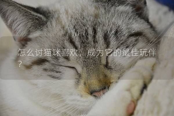 怎么讨猫咪喜欢，成为它的最佳玩伴？