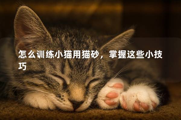 怎么训练小猫用猫砂，掌握这些小技巧