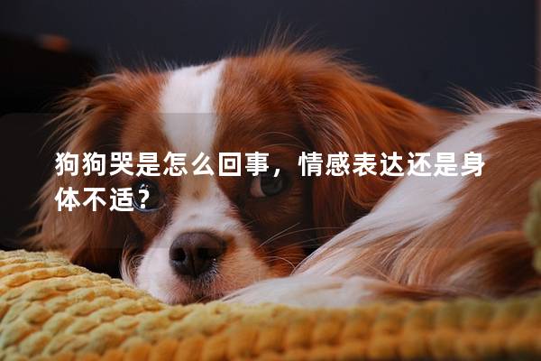 狗狗哭是怎么回事，情感表达还是身体不适？