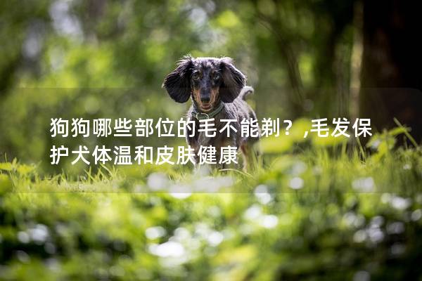 狗狗哪些部位的毛不能剃？,毛发保护犬体温和皮肤健康