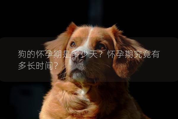 狗的怀孕期是多少天？怀孕期究竟有多长时间？
