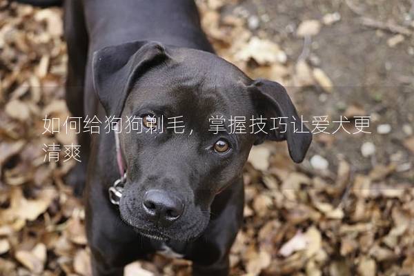 如何给狗狗剃毛，掌握技巧让爱犬更清爽