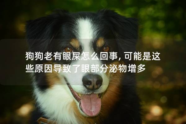 狗狗老有眼屎怎么回事, 可能是这些原因导致了眼部分泌物增多