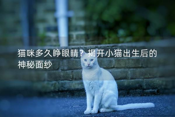 猫咪多久睁眼睛？揭开小猫出生后的神秘面纱