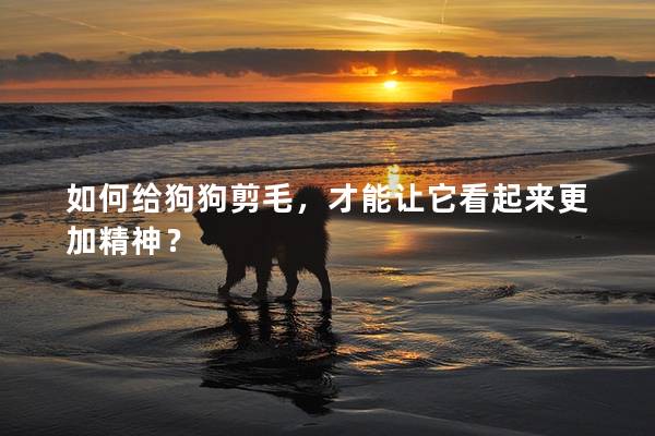 如何给狗狗剪毛，才能让它看起来更加精神？
