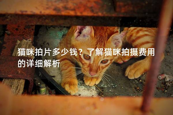 猫咪拍片多少钱？了解猫咪拍摄费用的详细解析