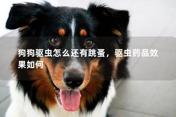 狗狗驱虫怎么还有跳蚤，驱虫药品效果如何