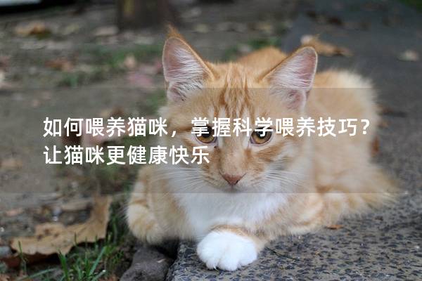 如何喂养猫咪，掌握科学喂养技巧？让猫咪更健康快乐