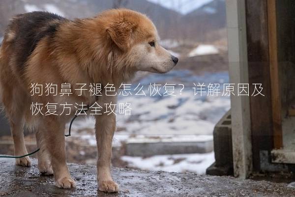 狗狗鼻子褪色怎么恢复？详解原因及恢复方法全攻略