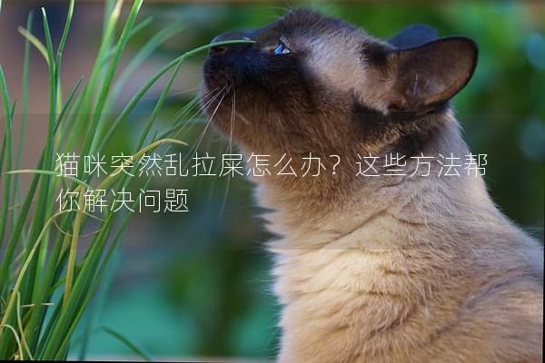 猫咪突然乱拉屎怎么办？这些方法帮你解决问题